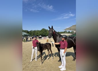 Cheval de sport allemand, Jument, 8 Ans, 172 cm, Noir