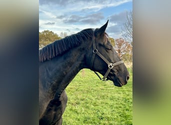 Cheval de sport allemand, Jument, 8 Ans, 172 cm, Noir
