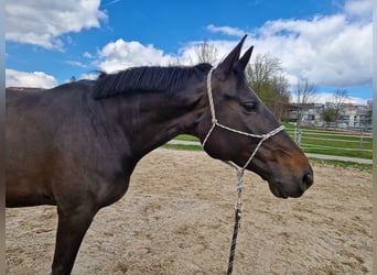 Cheval de sport allemand, Jument, 8 Ans, 174 cm, Bai brun