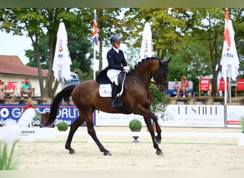 Cheval de sport allemand, Jument, 8 Ans, 174 cm, Bai brun