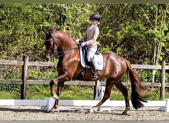 Cheval de sport allemand, Jument, 8 Ans, 175 cm, Alezan brûlé