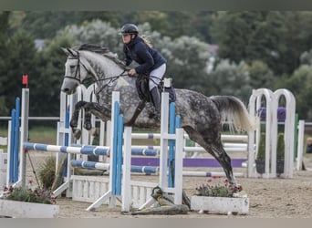 Cheval de sport allemand, Jument, 8 Ans, 175 cm, Gris