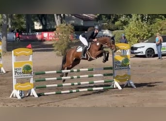 Cheval de sport allemand, Jument, 9 Ans, 160 cm, Bai
