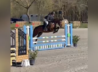 Cheval de sport allemand, Jument, 9 Ans, 160 cm, Bai