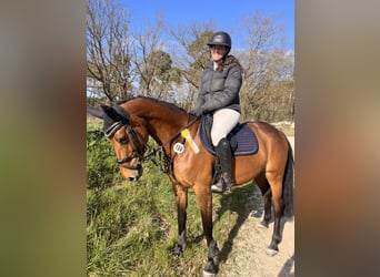 Cheval de sport allemand, Jument, 9 Ans, 160 cm, Bai