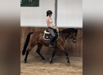 Cheval de sport allemand, Jument, 9 Ans, 160 cm, Bai