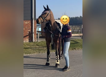 Cheval de sport allemand, Jument, 9 Ans, 160 cm, Bai