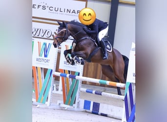 Cheval de sport allemand, Jument, 9 Ans, 160 cm, Bai