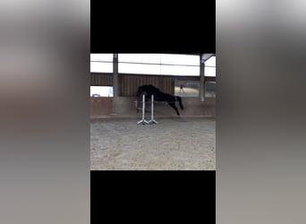 Cheval de sport allemand, Jument, 9 Ans, 161 cm, Bai brun foncé