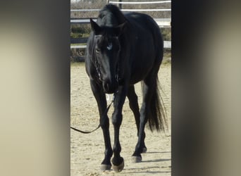 Cheval de sport allemand, Jument, 9 Ans, 163 cm, Noir