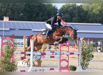 Cheval de sport allemand, Jument, 9 Ans, 164 cm, Bai