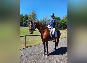Cheval de sport allemand, Jument, 9 Ans, 167 cm, Bai brun