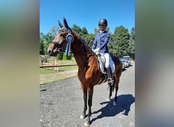 Cheval de sport allemand, Jument, 9 Ans, 167 cm, Bai brun