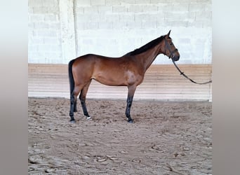 Cheval de sport allemand, Jument, 9 Ans, 167 cm, Bai brun