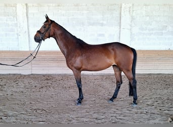 Cheval de sport allemand, Jument, 9 Ans, 167 cm, Bai brun