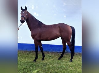 Cheval de sport allemand, Jument, 9 Ans, 167 cm, Bai brun