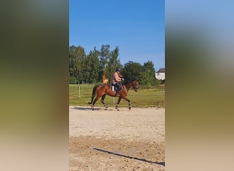 Cheval de sport allemand, Jument, 9 Ans, 167 cm, Bai brun
