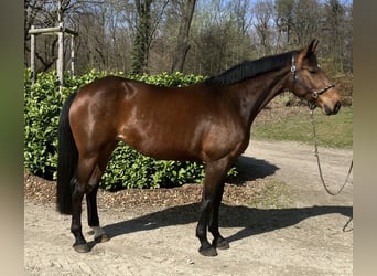 Cheval de sport allemand, Jument, 9 Ans, 167 cm, Bai
