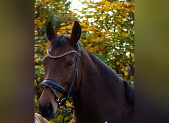 Cheval de sport allemand, Jument, 9 Ans, 167 cm, Bai