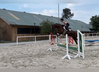 Cheval de sport allemand, Jument, 9 Ans, 168 cm, Alezan brûlé