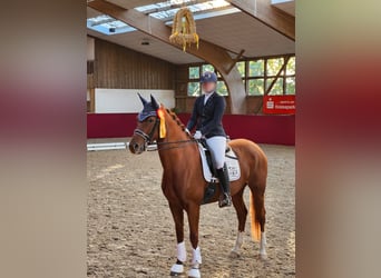 Cheval de sport allemand, Jument, 9 Ans, 168 cm, Alezan