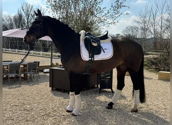 Cheval de sport allemand, Jument, 9 Ans, 168 cm, Bai brun