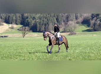 Cheval de sport allemand, Jument, 9 Ans, 168 cm, Bai brun foncé