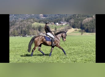 Cheval de sport allemand, Jument, 9 Ans, 168 cm, Bai brun foncé