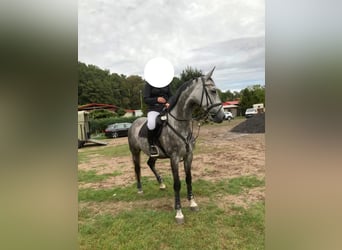 Cheval de sport allemand, Jument, 9 Ans, 168 cm, Gris