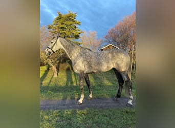 Cheval de sport allemand, Jument, 9 Ans, 168 cm, Gris