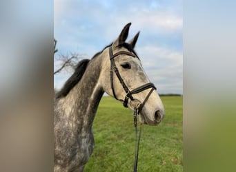 Cheval de sport allemand, Jument, 9 Ans, 168 cm, Gris