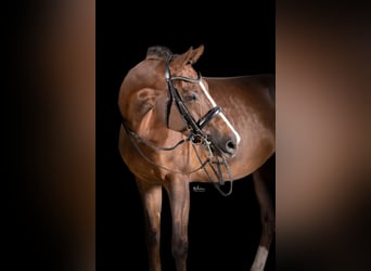 Cheval de sport allemand, Jument, 9 Ans, 169 cm, Alezan brûlé