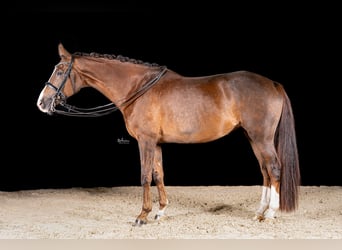 Cheval de sport allemand, Jument, 9 Ans, 169 cm, Alezan brûlé