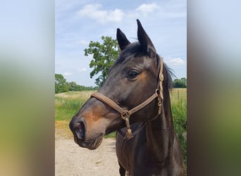 Cheval de sport allemand, Jument, 9 Ans, 171 cm, Bai brun