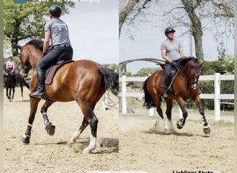 Cheval de sport allemand, Jument, 9 Ans, 171 cm, Bai