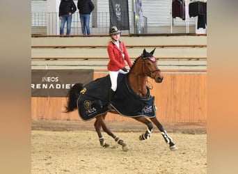 Cheval de sport allemand, Jument, 9 Ans, 172 cm, Bai cerise