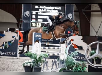 Cheval de sport allemand, Jument, 9 Ans, 172 cm, Bai cerise