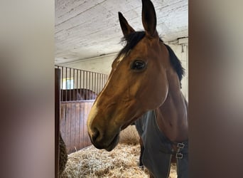 Cheval de sport allemand, Jument, 9 Ans, 175 cm, Bai