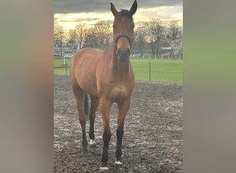 Cheval de sport allemand, Jument, 9 Ans, 176 cm, Bai