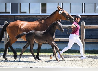 Cheval de sport allemand, Jument, Poulain (06/2026), 162 cm, Noir