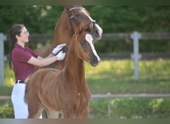 Cheval de sport allemand, Jument, Poulain (04/2025), 165 cm, Alezan brûlé