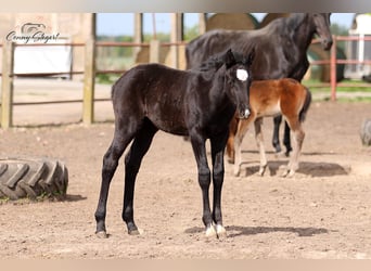 Cheval de sport allemand, Jument, , 165 cm, Gris noir