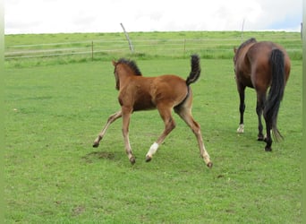 Cheval de sport allemand, Jument, Poulain (03/2026), 166 cm, Bai