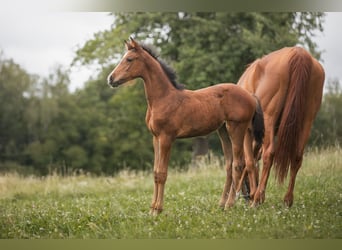 Cheval de sport allemand, Jument, Poulain (04/2024), 167 cm, Bai