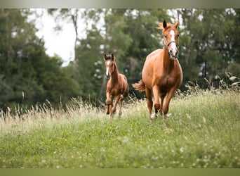 Cheval de sport allemand, Jument, Poulain (04/2024), 167 cm, Bai