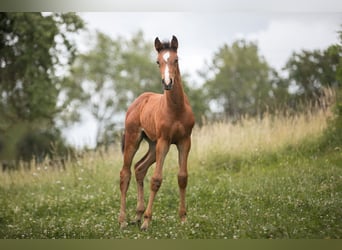 Cheval de sport allemand, Jument, Poulain (04/2024), 167 cm, Bai