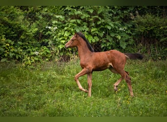 Cheval de sport allemand, Jument, Poulain (04/2024), 167 cm, Bai