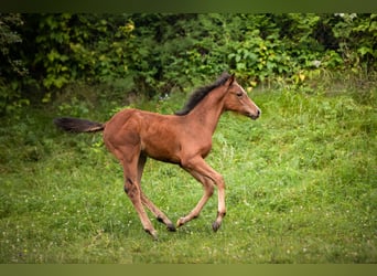 Cheval de sport allemand, Jument, Poulain (04/2024), 167 cm, Bai