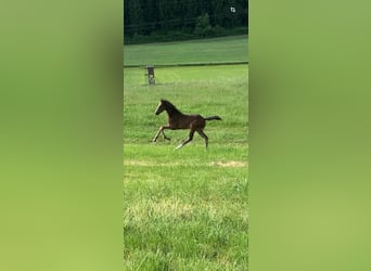 Cheval de sport allemand, Jument, , 168 cm, Bai brun foncé