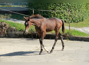 Cheval de sport allemand, Jument, Poulain (05/2024), 169 cm, Bai brun